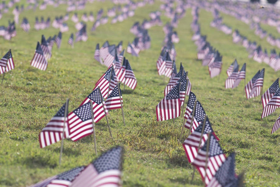 Usa Veterans Day Flags Wallpaper