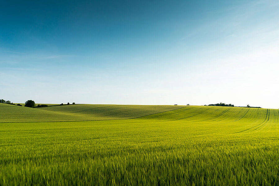 Vast Grass Field Nature Scenery Wallpaper