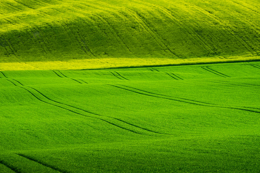 Vast Green Nature Fields Wallpaper