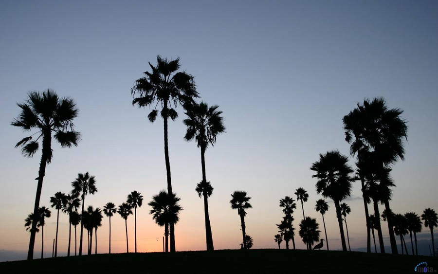 Venice Beach Blue Pink Sunset Trees Wallpaper