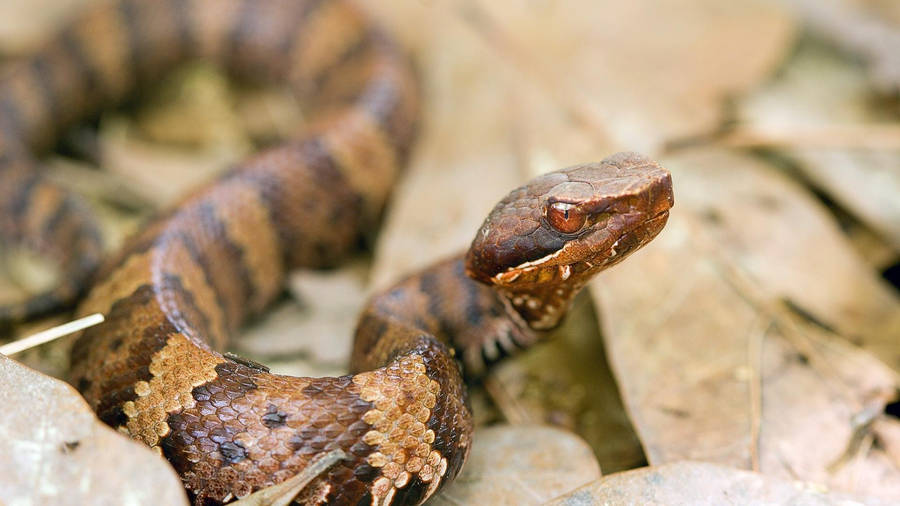 Venomous Pit Viper Cottonmouth Wallpaper