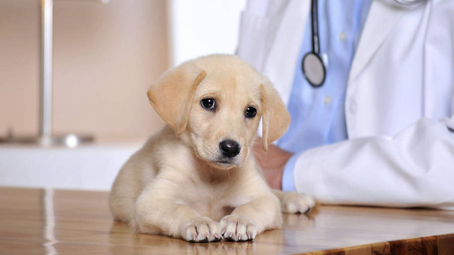 Veterinarian Over Golden Retriever Puppy Wallpaper