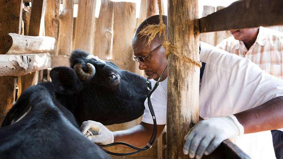 Veterinarian Treating Black Bull Wallpaper