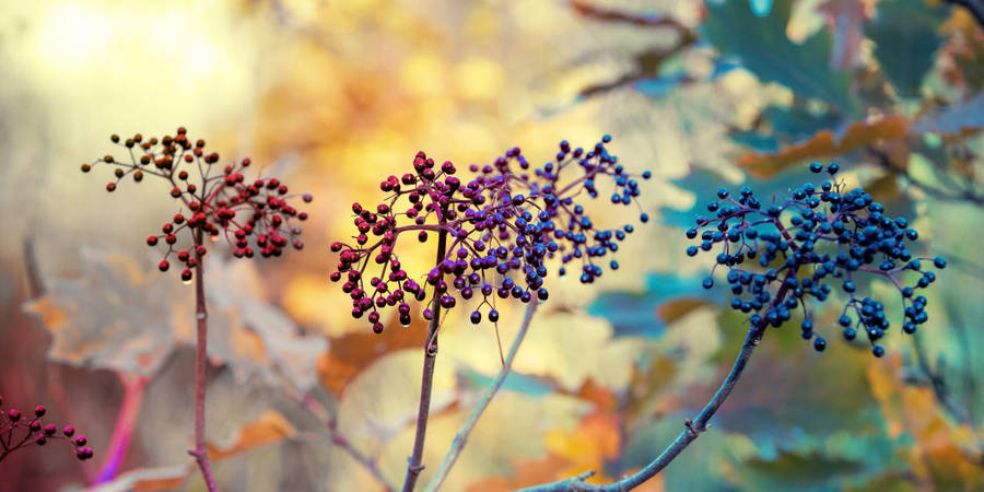 Vibrant And Fresh Elderberry Fruits Wallpaper