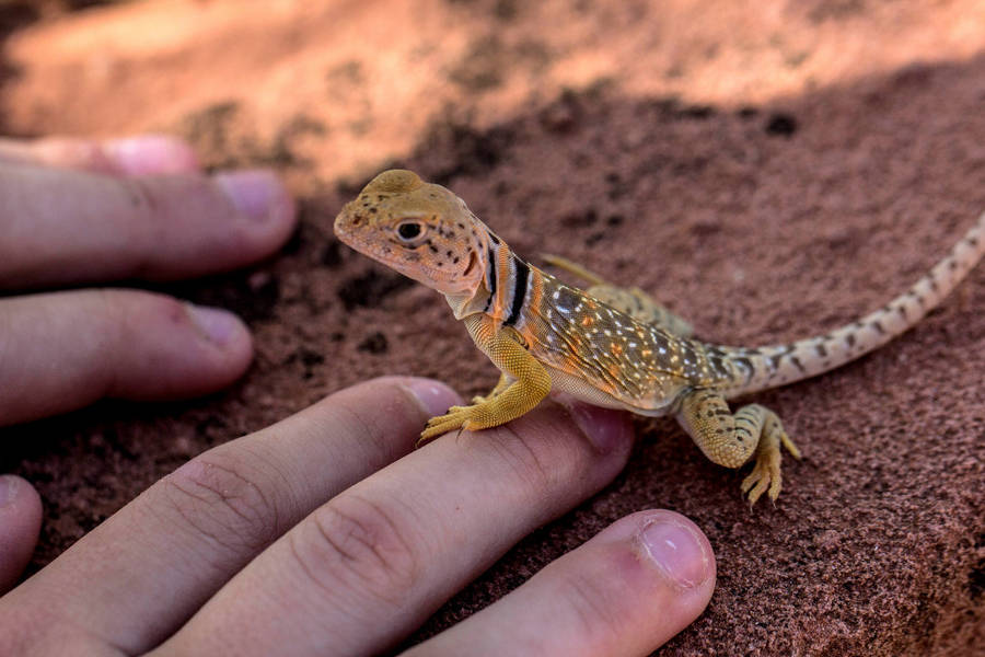 Vibrant And Unique Beauty: A Close-up Shot Of A Small Common Collared Lizard Wallpaper