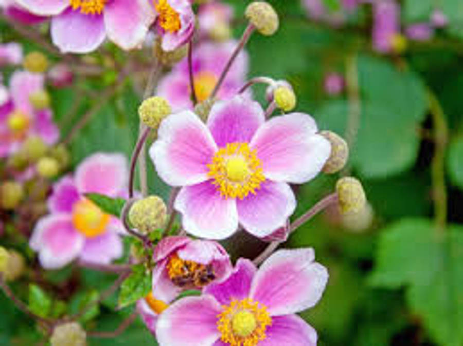 Vibrant Anemone Flower Blooming In Nature Wallpaper