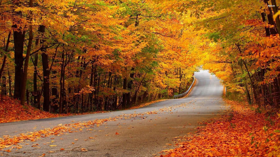 Vibrant Autumn Road Wallpaper