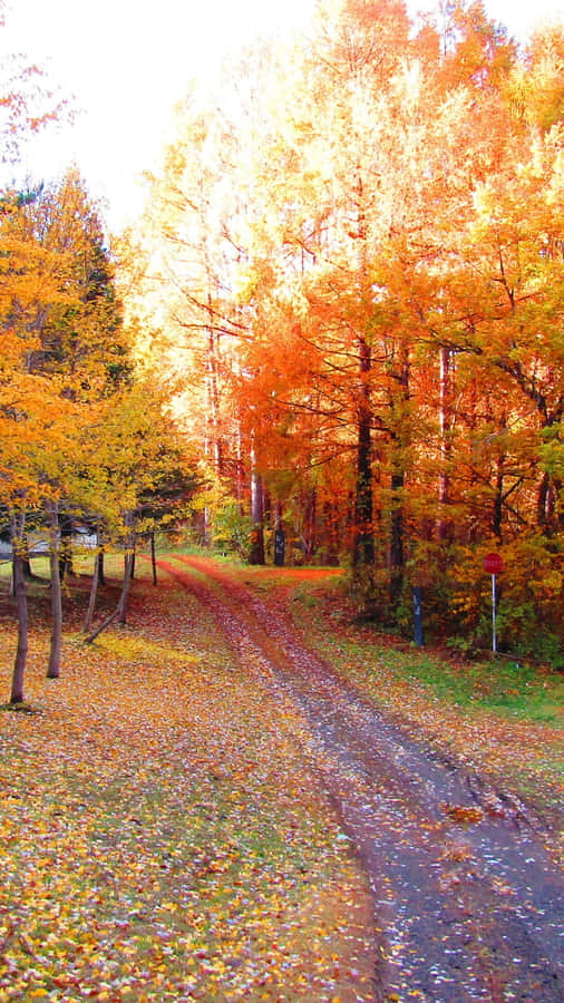 Vibrant Autumnal Colors Paint The Landscape Wallpaper