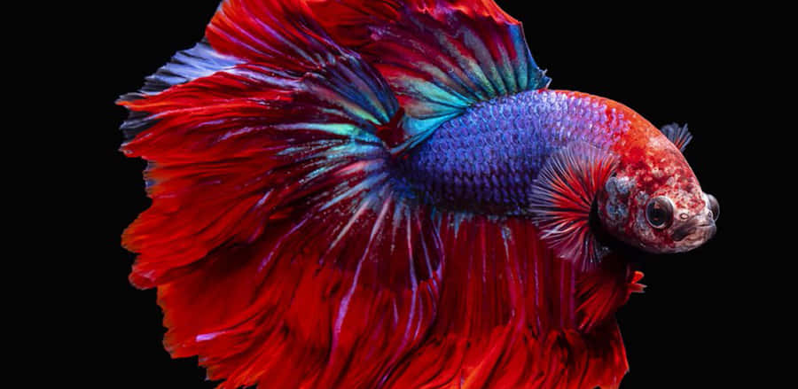 Vibrant_ Betta_ Fish_ Display.jpg Wallpaper