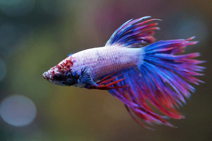 Vibrant Betta Fish Swimming Wallpaper