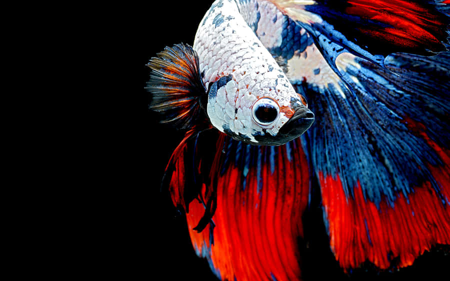 Vibrant Betta Fish Swimming Wallpaper