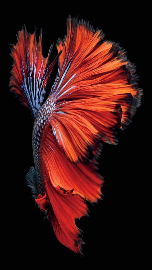 Vibrant Betta Splendens Wallpaper