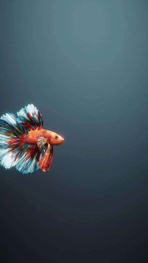 Vibrant Betta Swimming Dark Background Wallpaper