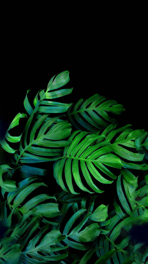 Vibrant Black And Green Palm Leaves Wallpaper