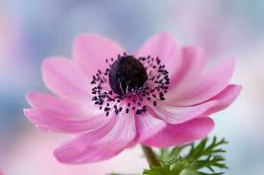 Vibrant Bloom Of Anemone Flower Wallpaper