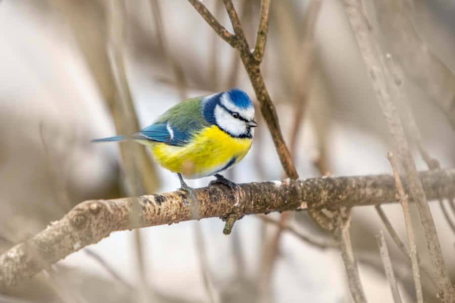 Vibrant Blue Tit Perched Wallpaper