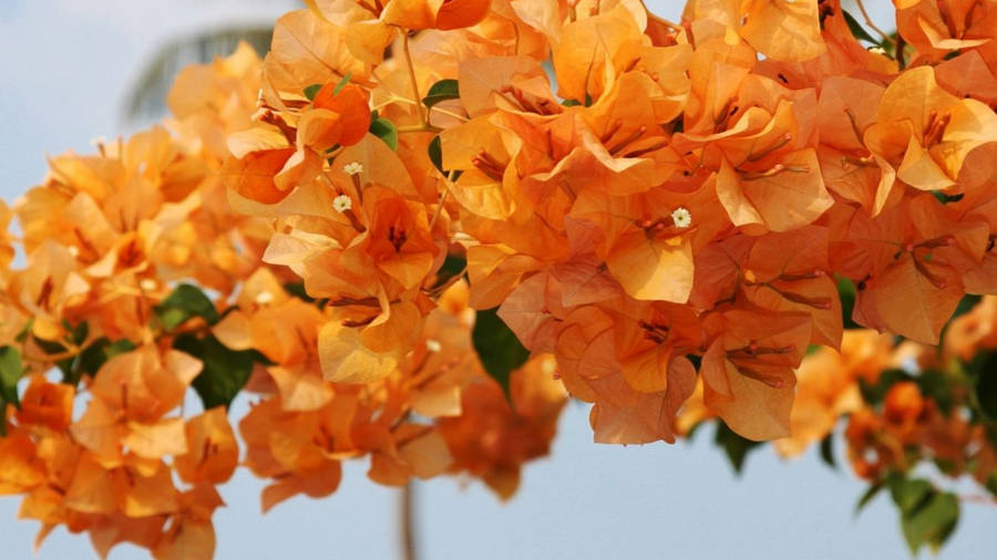 Vibrant Bougainvillea Flowers Wallpaper