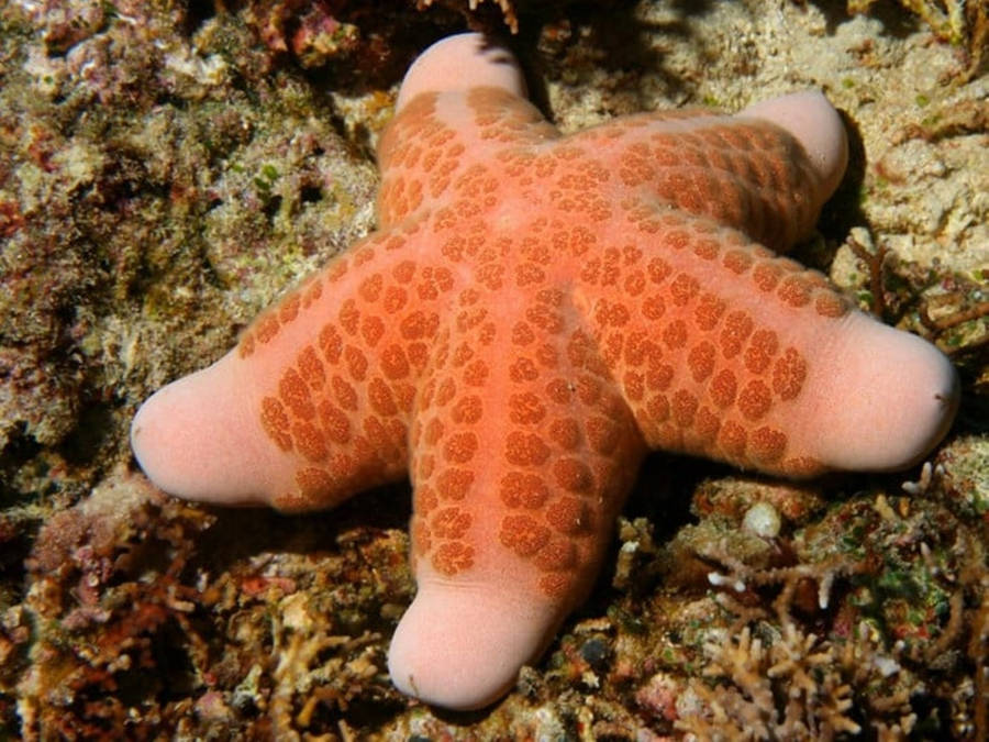 Vibrant Brown Starfish Emanating Beauty In Its Natural Habitat Wallpaper