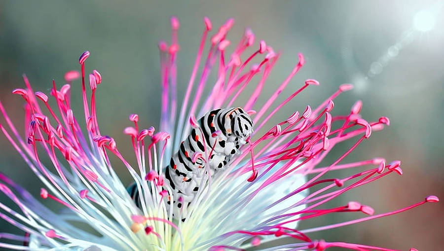 Vibrant Close-up Of A Caterpillar Insect On A Pink Stamen Wallpaper