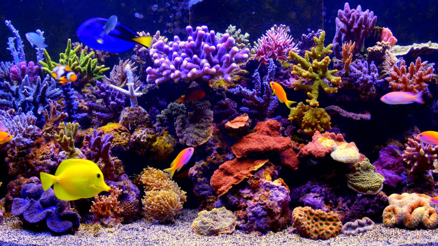 Vibrant Coral Reef In Aquarium Wallpaper