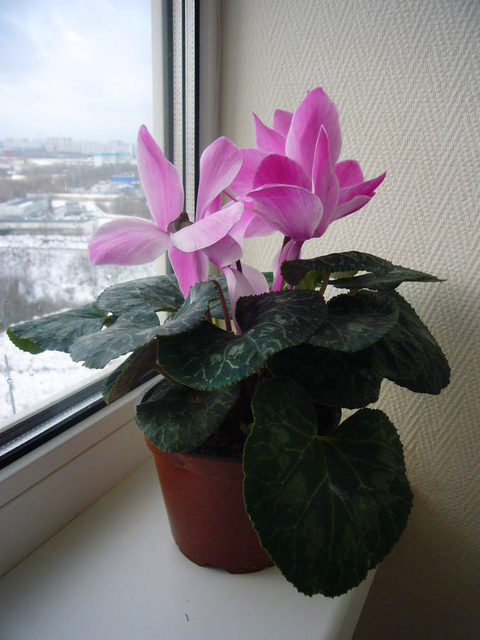 Vibrant Cyclamen House Plant In Bloom Wallpaper