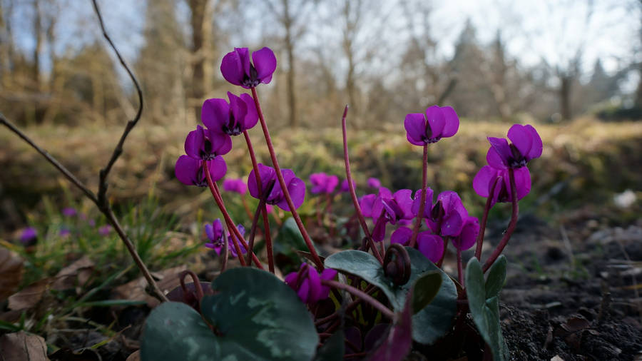 Vibrant Cyclamen Purple Flowers In Full Bloom Wallpaper