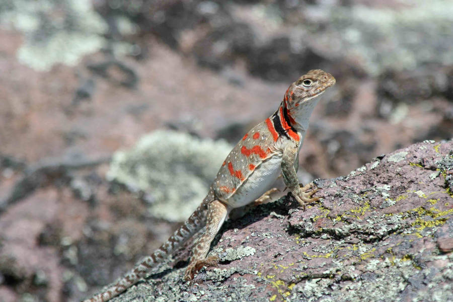 Vibrant Eastern Collared Lizard Basking In Sunlight Wallpaper