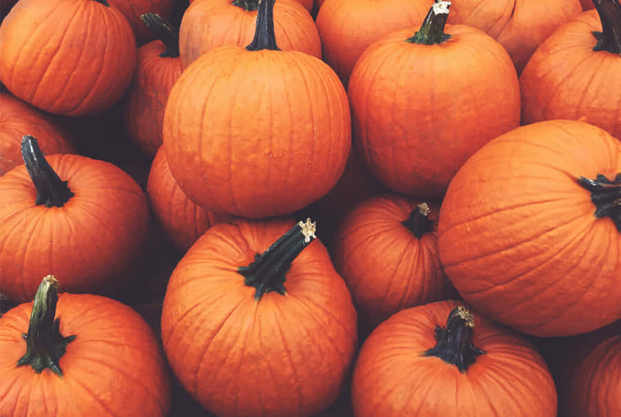 Vibrant Fall Pumpkins Arranged Beautifully Wallpaper