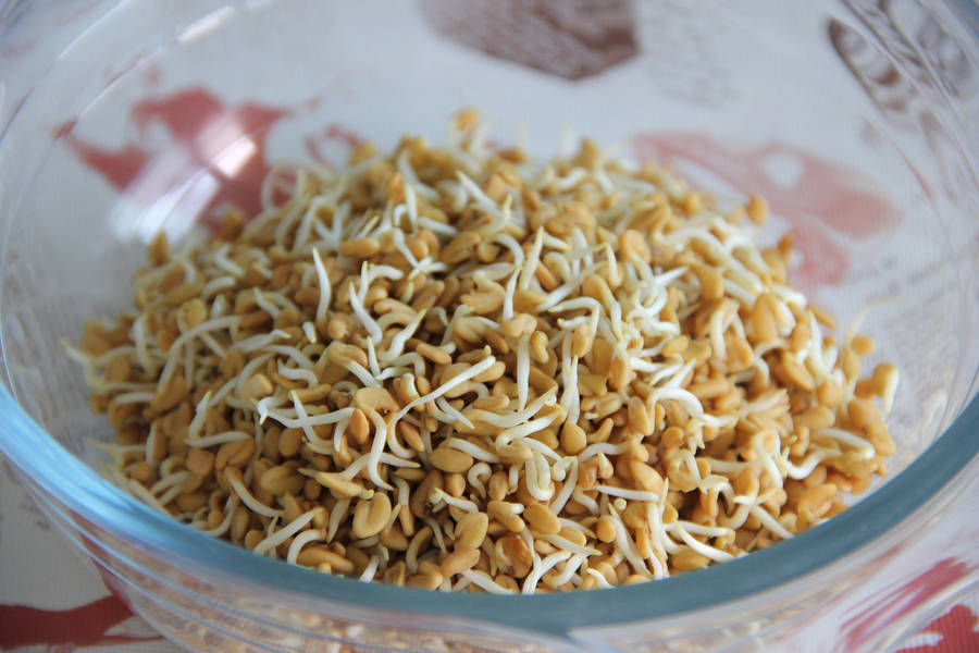 Vibrant Fenugreek Plant Sprouts Growing In A Glass Bowl Wallpaper