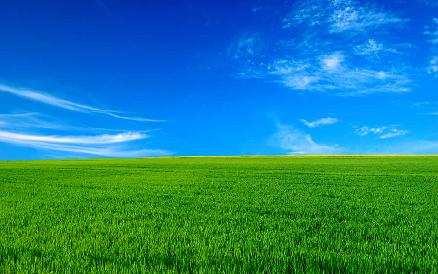 Vibrant Green Field Blue Sky Wallpaper