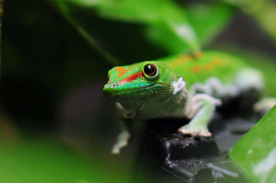 Vibrant Green Gecko Wallpaper