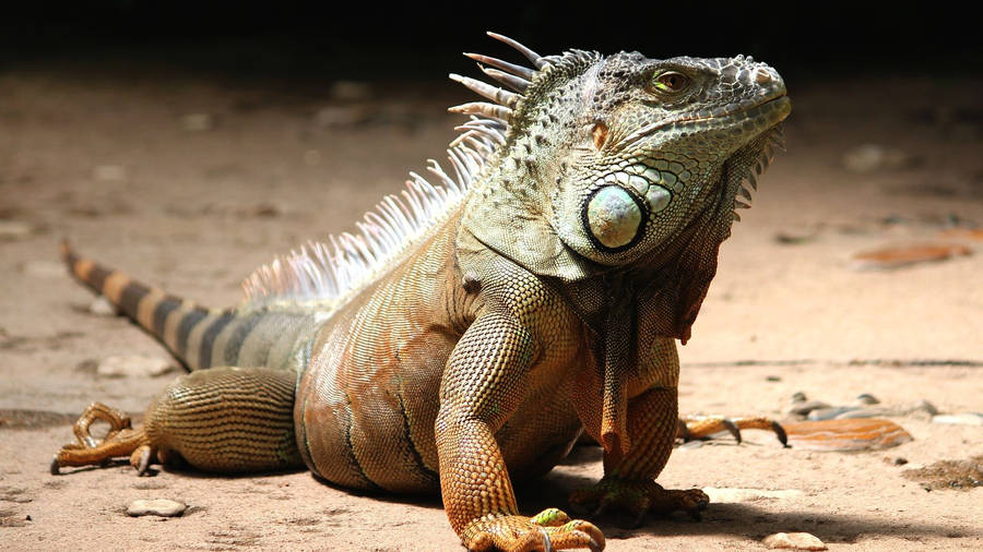 Vibrant Green Iguana Basking On Soil Wallpaper