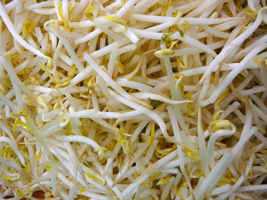 Vibrant Green Mung Bean Sprouts Wallpaper