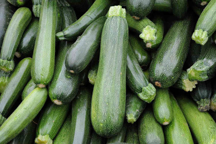 Vibrant Green Zucchini Growing In Gardens Wallpaper