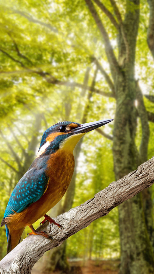 Vibrant_ Kingfisher_ Forest_ Perch_4 K_ U H D Wallpaper