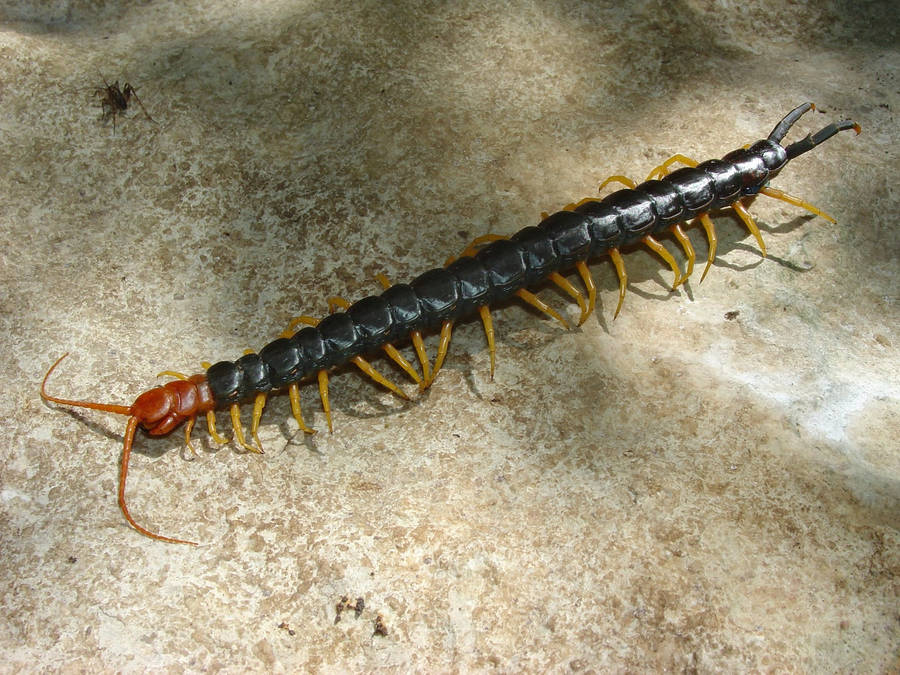 Vibrant Macro Shot Of A Millipede Wallpaper