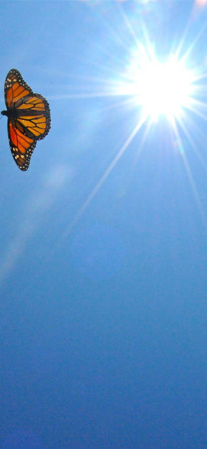 Vibrant Orange Butterfly - Aesthetic Iphone Wallpaper Wallpaper