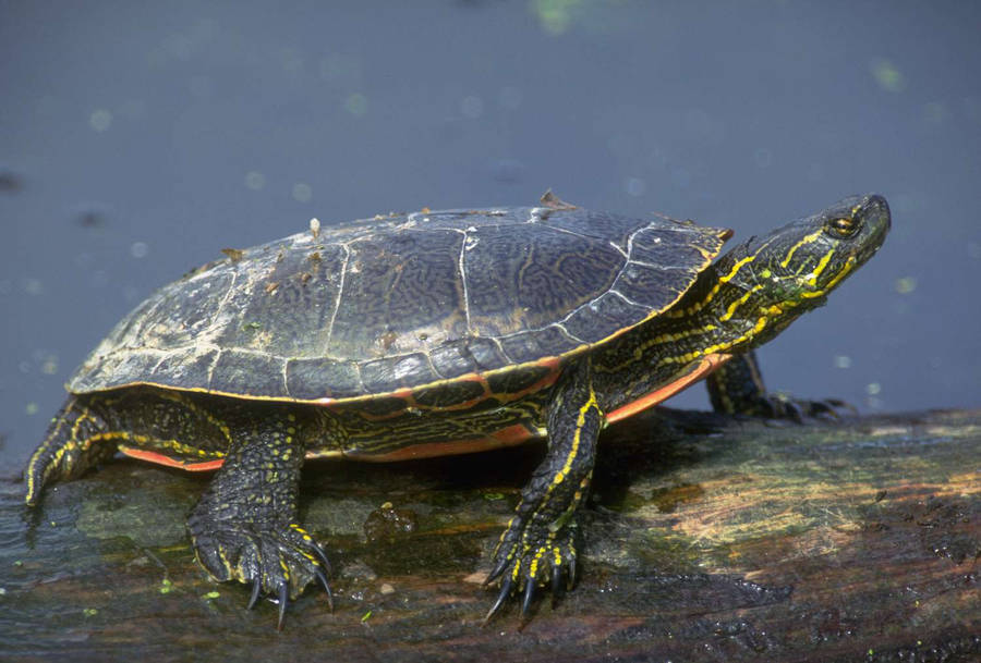 Vibrant Painted Water Turtle In Natural Setting Wallpaper