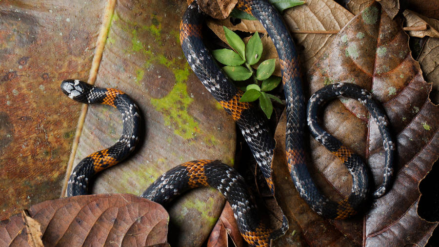 Vibrant Philippine False Coral Snake Resting On Dried Leaves Wallpaper