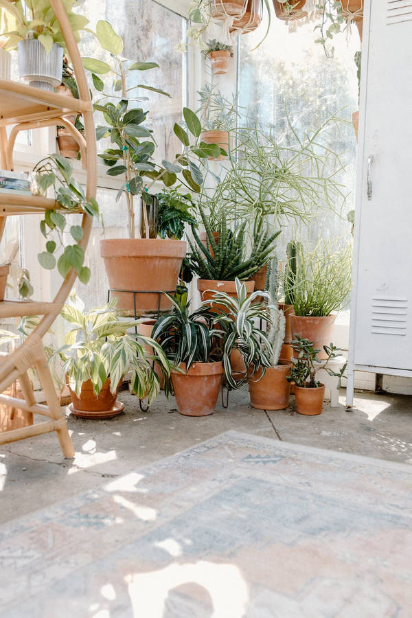 Vibrant Potted Plants Captured With Iphone 11 Pro 4k Wallpaper