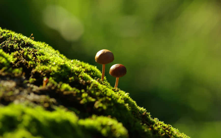 Vibrant Psilocybe Fungus Growing On Mossy Forest Floor Wallpaper