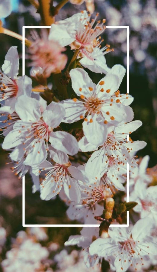 Vibrant Purple Spring Flowers Brighten Up Your Iphone Wallpaper