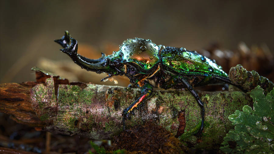 Vibrant Rainbow Stag Beetle Under Rain Wallpaper