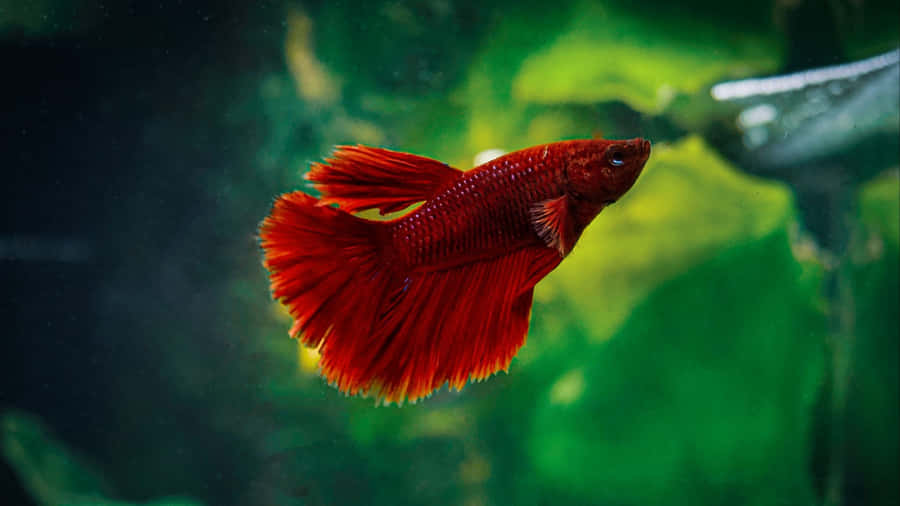 Vibrant Red Betta Fish Swimming Wallpaper