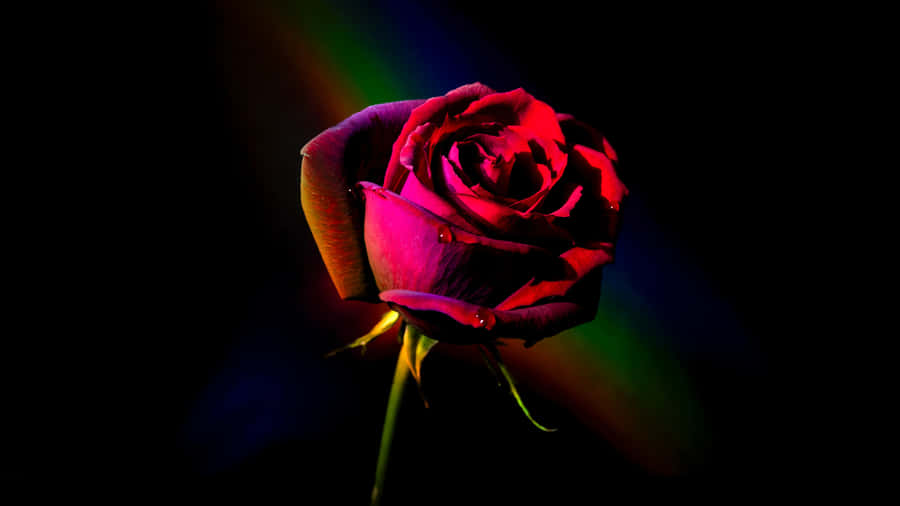 Vibrant_ Red_ Rose_4 K Wallpaper