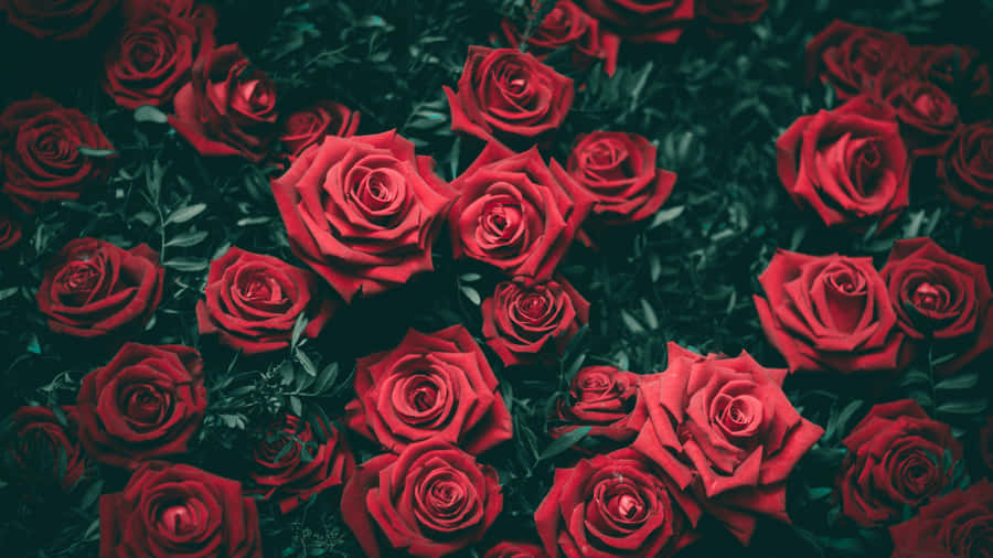 Vibrant Red Roses Dark Backdrop4 K Wallpaper