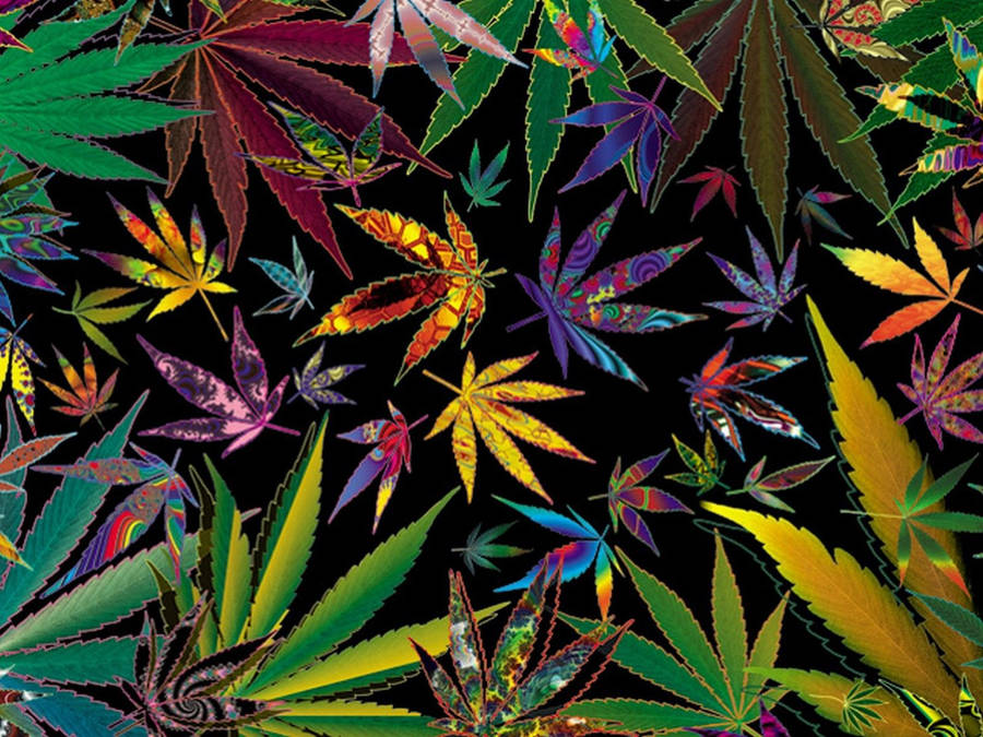 Vibrant Spectrum Of Cannabis Leafs Wallpaper