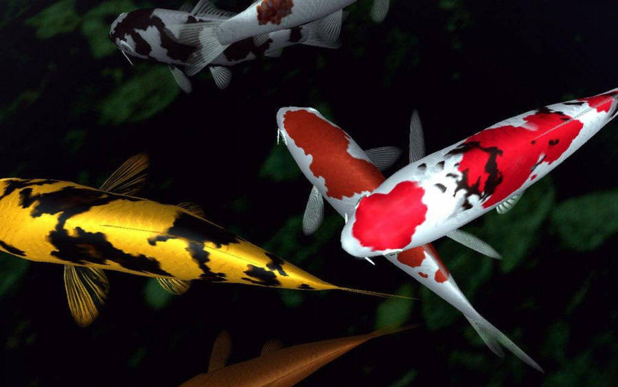 Vibrant Symphony Of Koi Fish Wallpaper