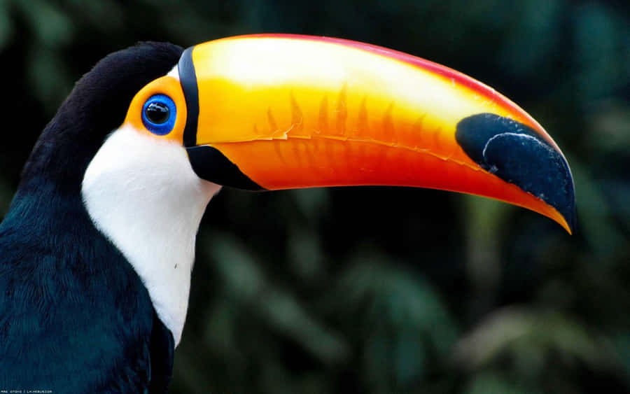 Vibrant Toucan Profile Wallpaper