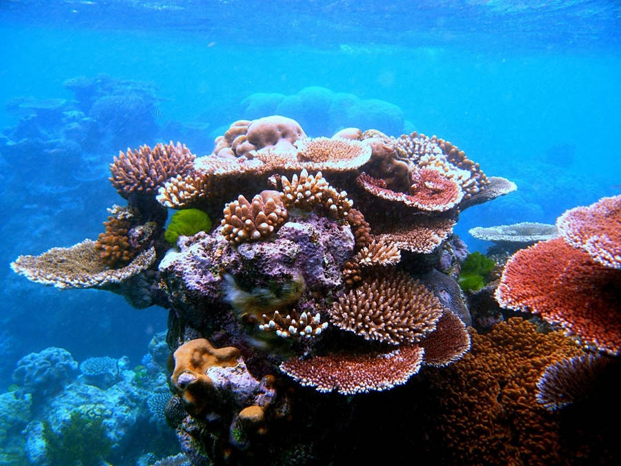 Vibrant Underwater Ecosystem - The Coral Reef Of Eastern Pacific Wallpaper